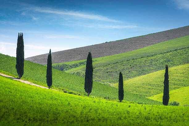 Cipressi sulle colline di Terricciola